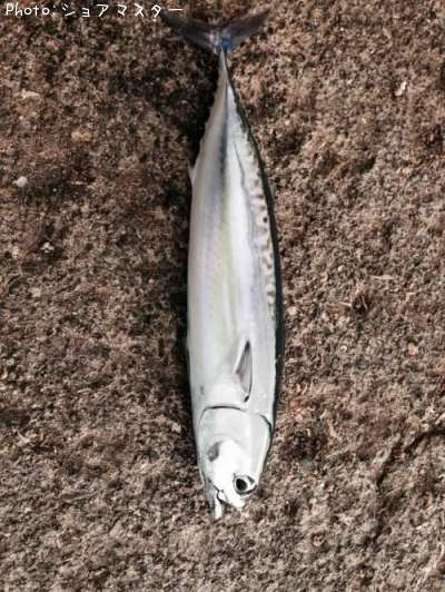 ���������ĥ�