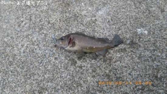 ������Х�