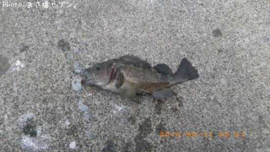 ������Х�