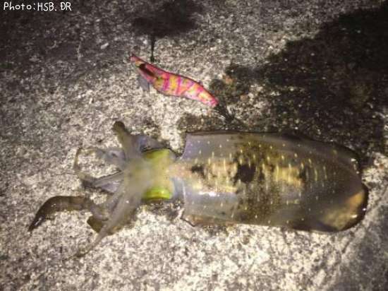 �����ꥤ��