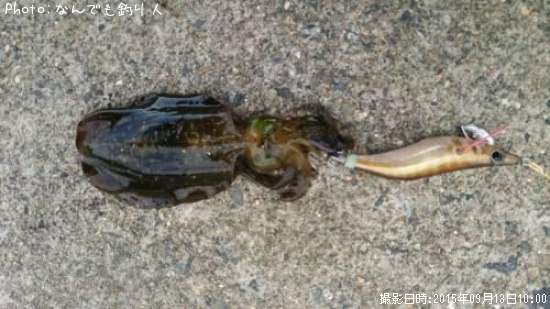 �����ꥤ��