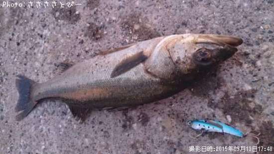 �����Х�