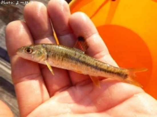 ����ҥ���