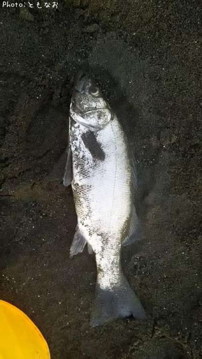 �����Х�