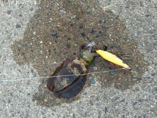 �����ꥤ��