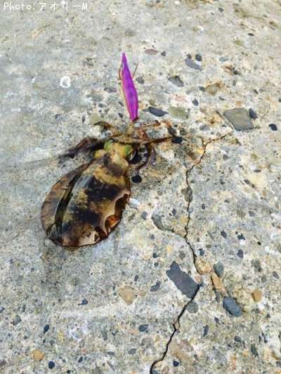 �����ꥤ��