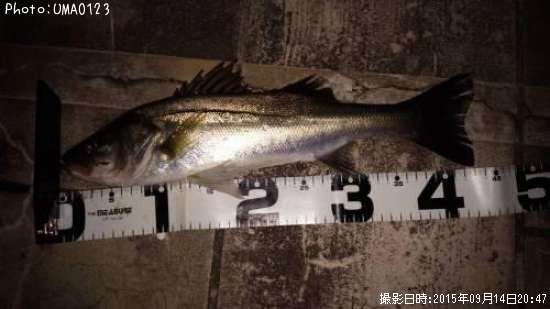 �����Х�