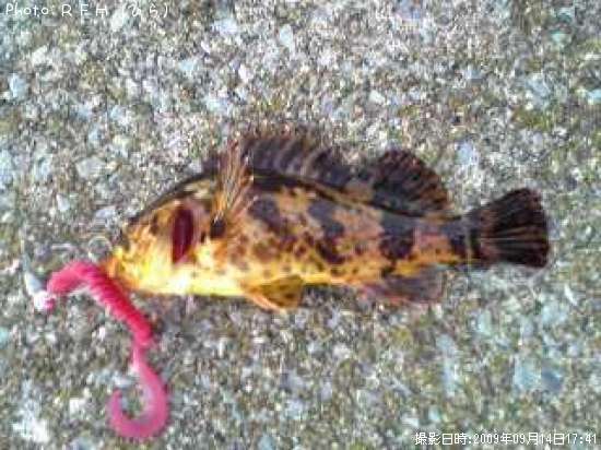 �٥å�������