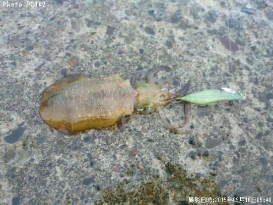 �����ꥤ��