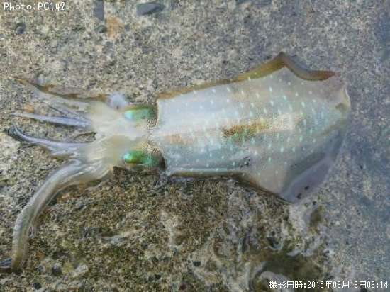 �����ꥤ��