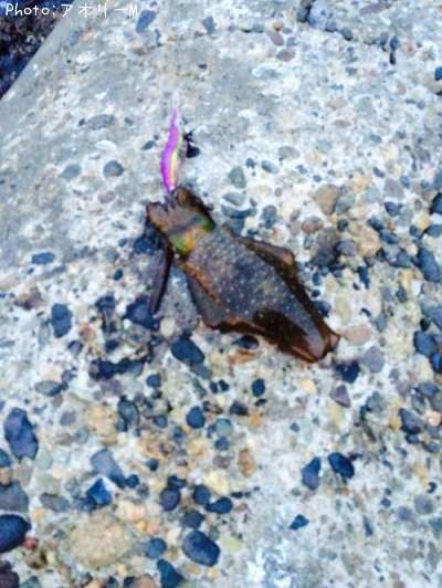 �����ꥤ��