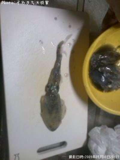 �����ꥤ��