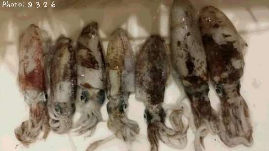 �����ꥤ��