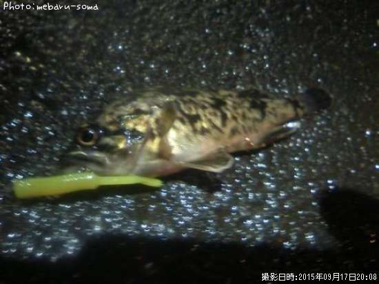 �٥å�������