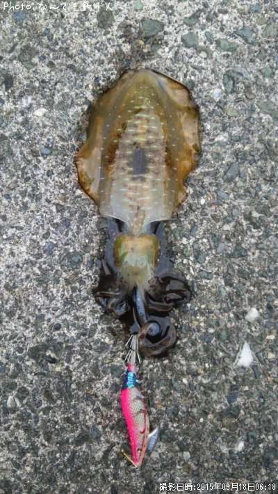 �����ꥤ��