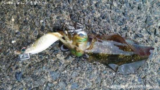 �����ꥤ��