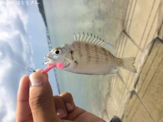 �����̡�