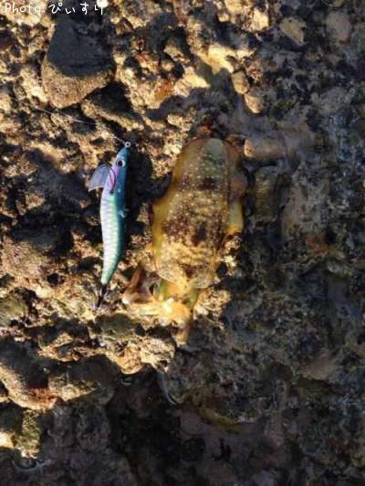 �����ꥤ��