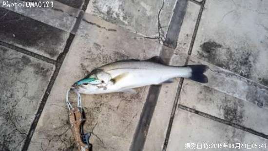 �����Х�