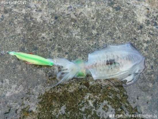 �����ꥤ��