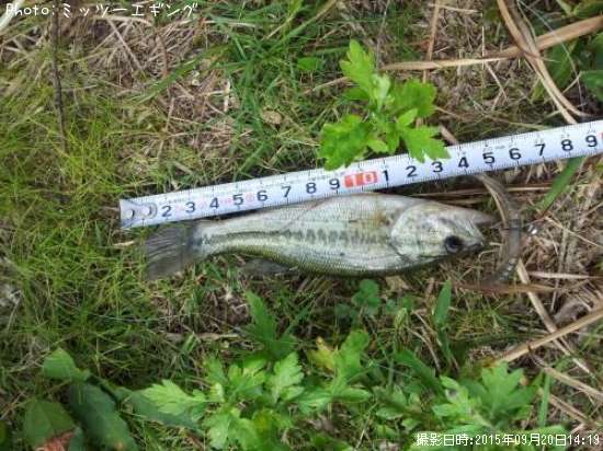 �֥�å��Х�