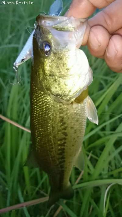 �֥�å��Х���