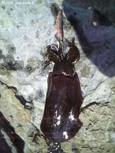 �����ꥤ��