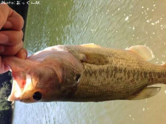 �֥�å��Х�