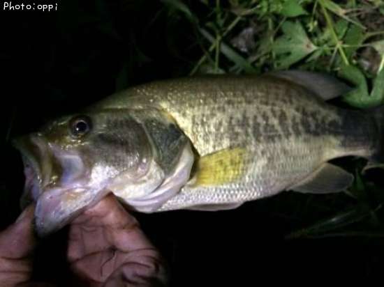 �֥�å��Х�