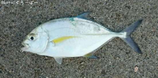 �����ߥ���