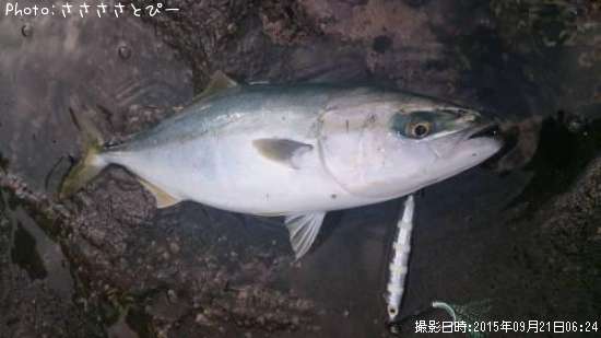 ���ʥ�������