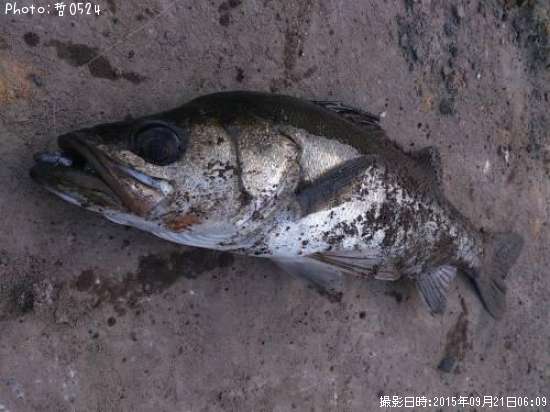 �����Х�