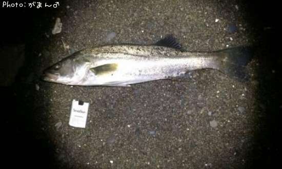 �����Х�