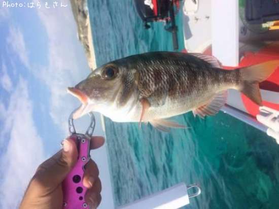 �����ʥ�