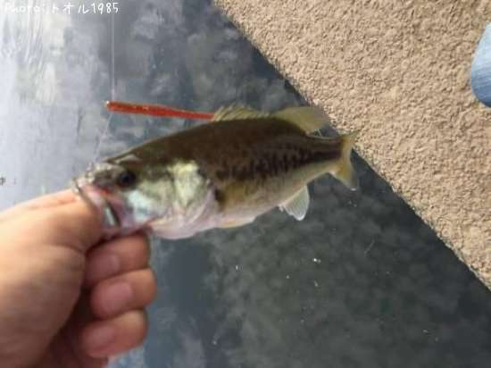 �֥�å��Х�