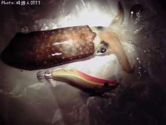 �����걨±