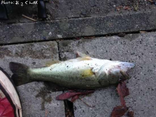 �֥�å��Х�