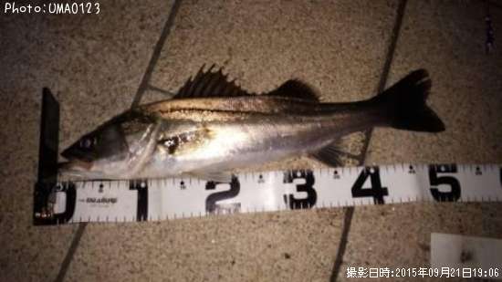 �����Х�