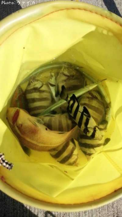 �٥顢���������������