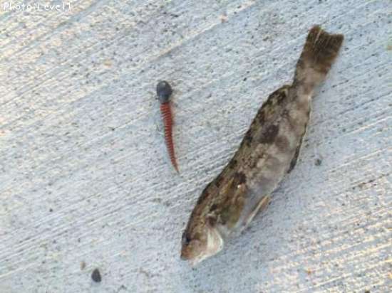 �����ʥ�