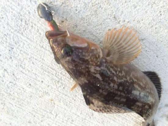 �����ʥ�