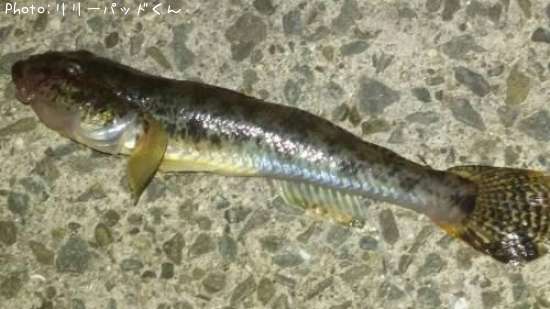 �ڤ�����