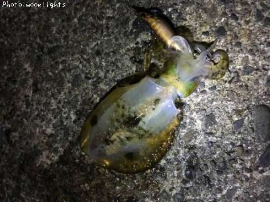 �����ꥤ��