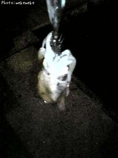 �����ꥤ��