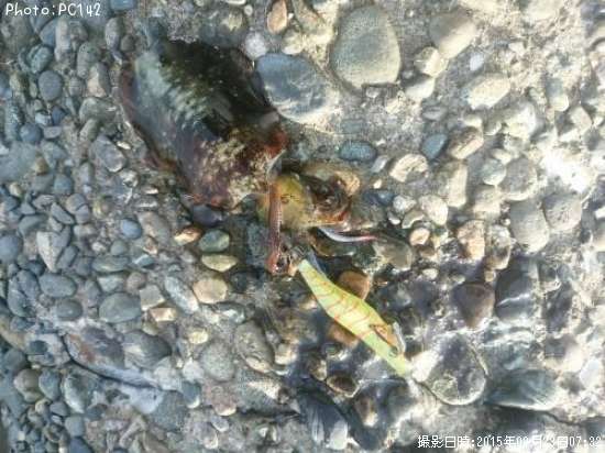 �����ꥤ��