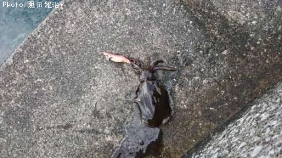 �����ꥤ��