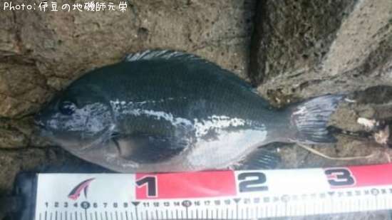 �����᥸��