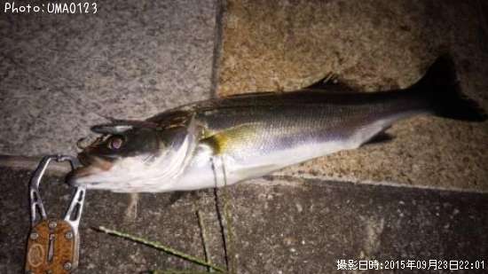 �����Х�