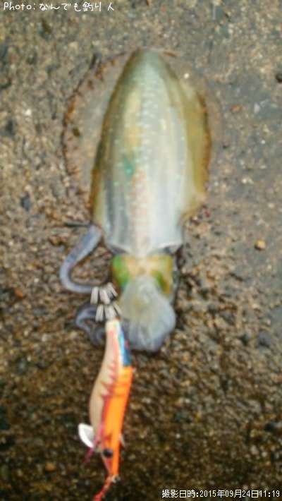 �����ꥤ��