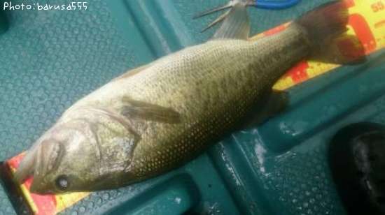 �֥�å��Х�